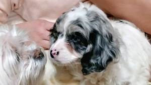 Lost Pet: Muffy Sterling Baby Blue