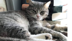 Lost Pet: Snow Hammond