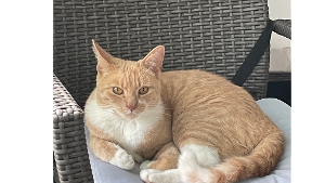 Lost Pet: Purrl DeVere