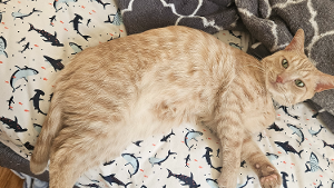 Lost Pet: Buffalo Wild Wings