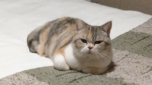 Lost Pet: Poppy Lawson