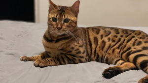 Lost Pet: Rajah Khan Nash