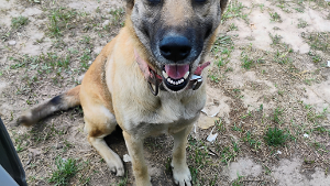 Lost Pet: Pretty Girl