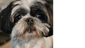 Lost Pet: Minnie Kunze