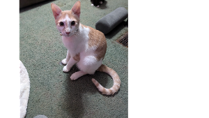 Lost Pet: Kyo (Key Yo)