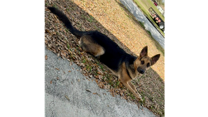 Lost Pet: Samantha Caraballo