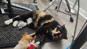 Lost Pet: Manchita Ochoa