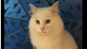 Lost Pet: Kot, Fluffy