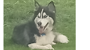 Lost Pet: Balto