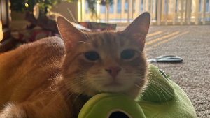 Lost Pet: Milo Hudson