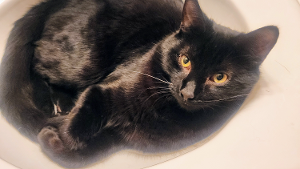 Lost Pet: Black Baby