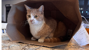 Lost Pet: BUTTERSCOTCH