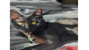 Lost Pet: Bibi Ramirez Padua