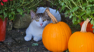 Lost Pet: Hank  Deming