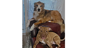 Lost Pet: Tucker Jennings