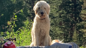 Lost Pet: Wallace Quincy Biggs