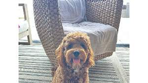 Lost Pet: TJ Matthews