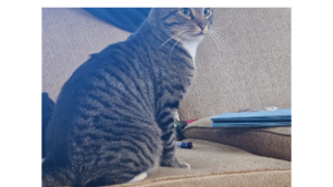 Lost Pet: Raketenjagdpanzer