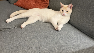 Lost Pet: Toby Lucia