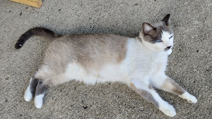 Lost Pet: Tumbleweed