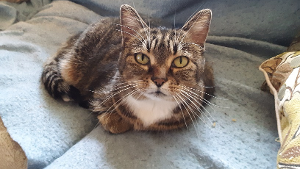 Tammy