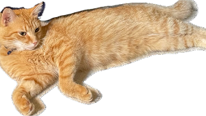 Sir Cheddar Cheddlington of the Supreme Order of the Orange<