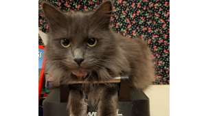 Lost Pet: Pepper a.k.a. Smol Cat