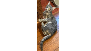 Bella<