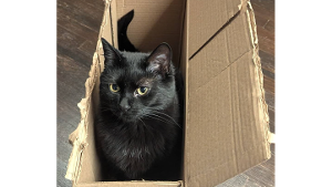 Lost Pet: Annabelle Saindon