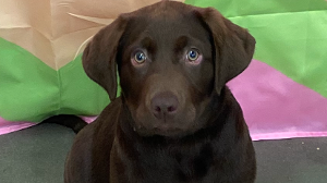 Lost Pet: Cooper Swicord Young