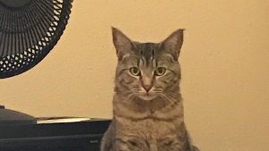 Lost Pet: Akari (Sasha)