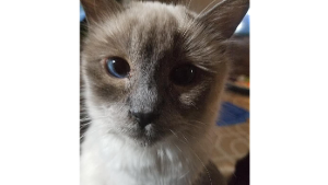 Lost Pet: Junipurr