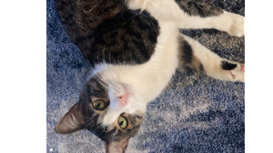 Lost Pet: Mochi