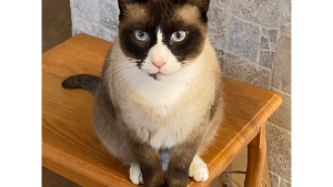 Lost Pet: Milo