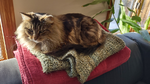 Lost Pet: Gina