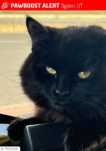 Lost Pet: Bres