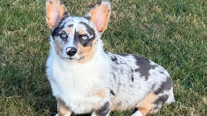 Lost Pet: Kip