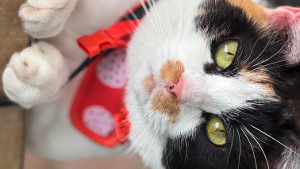 Lost Pet: Ayte