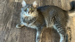 Lost Pet: Gus