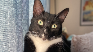 Lost Pet: Scoopie