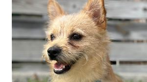 Lost Pet: Chopper