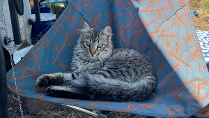 Lost Pet: Sage