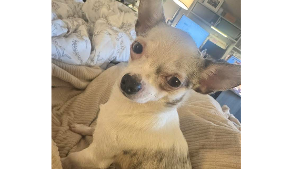 Lost Pet: Jack