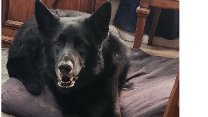 Lost Pet: Kaiser