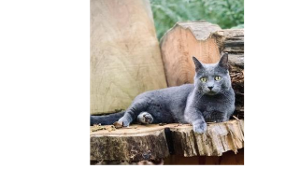 Lost Pet: Dovah