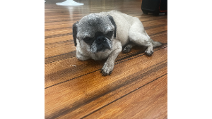 Lost Pet: Willow