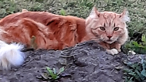 Lost Pet: Pi
