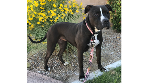 Lost Pet: Keylah