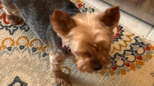 Lost Pet: Sophie