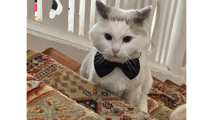 Lost Pet: Dakota